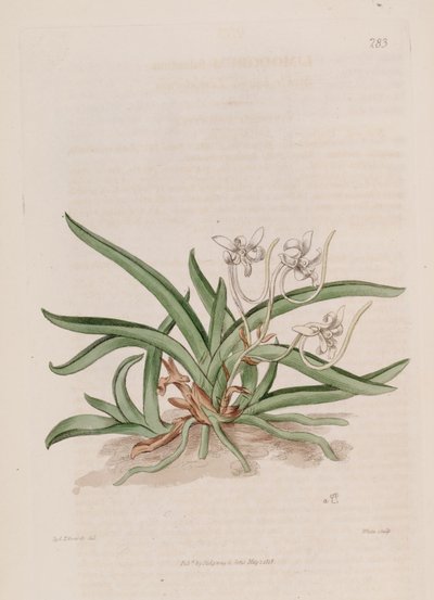 Illustration of Neofinetia falcata (as syn. Limodorum falcatum) by Sydenham Teast Edwards